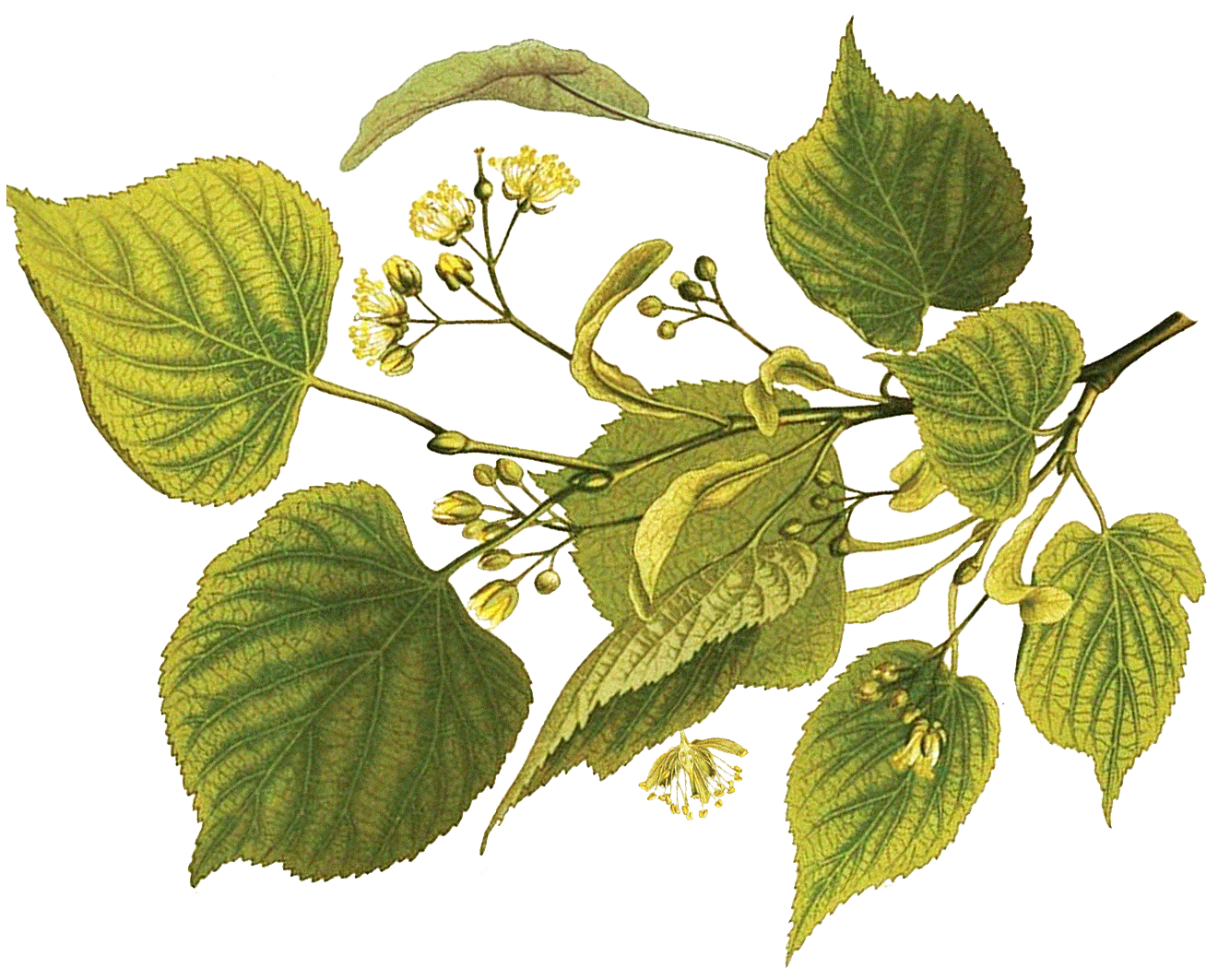 Illustration of a plant with large green textured leaves, small yellow flowers, and budding seed pods.